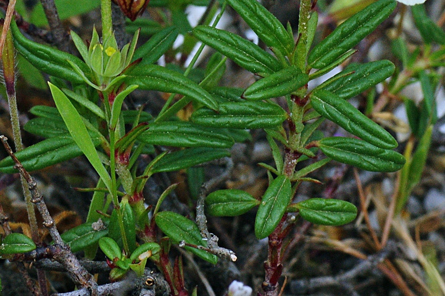 Helianthemum croceum / Eliantemo color zafferano